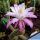 Hildewintera hybrid cv. PINK TRAISEN