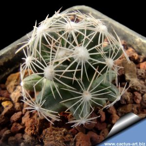 Escobaria abdita ssp. tenuispina VM1058 Laguna de Mayran, Coahuila, Mexico