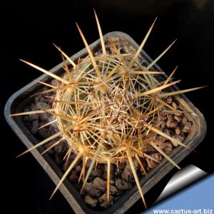 Coryphantha glanduligera GM407 Matehuala, San Luis Potosí, Mexico, 1800 m.