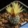 Turbinicarpus krainzianus De Herdt 1965 Sierra del Doctor, Queretaro, Mexico