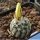 Turbinicarpus krainzianus De Herdt 1965 Sierra del Doctor, Queretaro, Mexico
