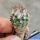Turbinicarpus krainzianus De Herdt 1965 Sierra del Doctor, Queretaro, Mexico