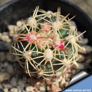 Sclerocactus mesae-verdae KS006 North-west of Shiprock, New Mexico, USA