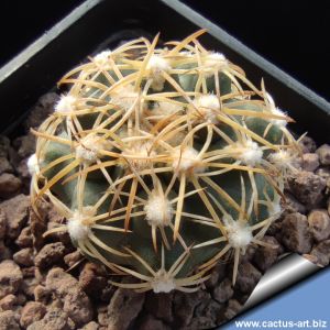 Sclerocactus mesae-verdae KS006 North-west of Shiprock, New Mexico, USA