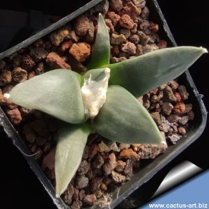 Ariocarpus furfuraceus var. rostratus Cassa Blanca, Nuevo Leon, Mexico