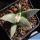 Ariocarpus furfuraceus var. rostratus Cassa Blanca, Nuevo Leon, Mexico