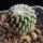 Turbinicarpus pseudopectinatus v. rubriflorus Dr. Arroyo (Pelecyphora pseudopectinata f. rubriflora)