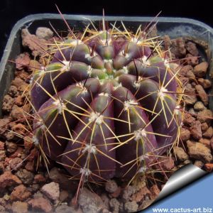 Notocactus arechavaletae v. rubescens FR1027D North of Carazinha, Rio Grande do Sul, Brazil