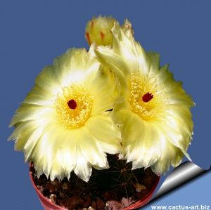 Notocactus arechavaletae v. rubescens FR1027D North of Carazinha, Rio Grande do Sul, Brazil