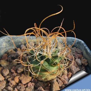Turbinicarpus graminispinus VM817 Noriega San Jose del Llano, Nuevo Leon, Mexico