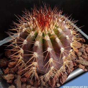 Uebelmannia pectinifera v. pseudopectinifera RNK39 Locality: Trinta Réis, Minas Gerais, Brasil