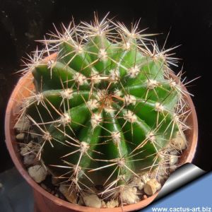 Echinopsis hybrid rosa-lilla ++ / pink-liliac