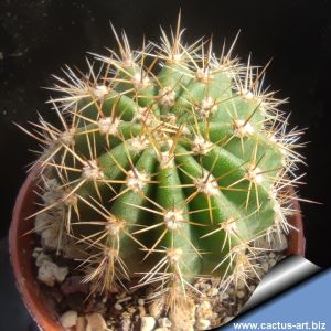 Echinopsis hybrid giallo ++ / yellow