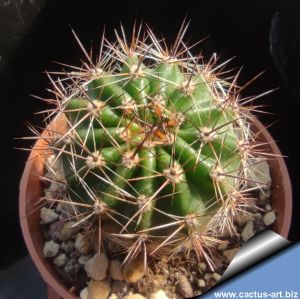 Echinopsis hybrid salmone tenue +++ / pale salmon color