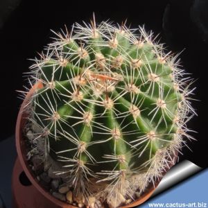 Echinopsis hybrid rosa rigato ++ / striped pink