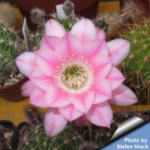 Echinopsis hybrid rosa rigato ++ / striped pink