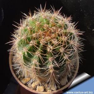 Echinopsis hybrid giallo ocra ++ / ocheryellow