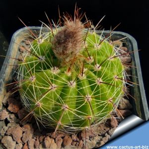 Notocactus ottonis v. schuldtii RP1370