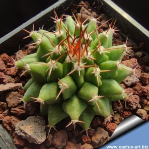 Mammillaria polythele