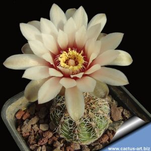 Gymnocalycium gertii STO521 Loma Bola, Cordoba, Argentina