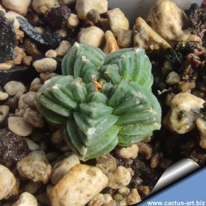Aztekium valdezii GCG10893 Loma Alta, Nuevo Leon, Mexico  (Seedling)