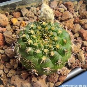 Frailea pygmaea
