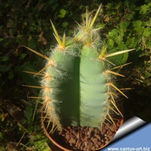 Pilosocereus fulvilanatus "tricostatatus"