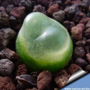 Conophytum ratum Japanese import model, ex Horn (MG1473.19)