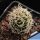 Pediocactus peeblesianus f. maius S. Cameron, Arizona, USA (Navajoa peeblesiana f. maia)