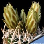 Pediocactus peeblesianus f. maius S. Cameron, Arizona, USA (Navajoa peeblesiana f. maia)