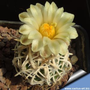 Pediocactus peeblesianus f. maius S. Cameron, Arizona, USA (Navajoa peeblesiana f. maia)