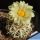 Pediocactus peeblesianus f. maius S. Cameron, Arizona, USA (Navajoa peeblesiana f. maia)