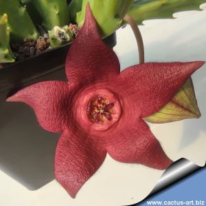 Stapelia incomparabilis