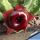 Huernia zebrina "RED"