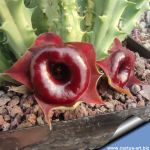 Huernia zebrina "RED"