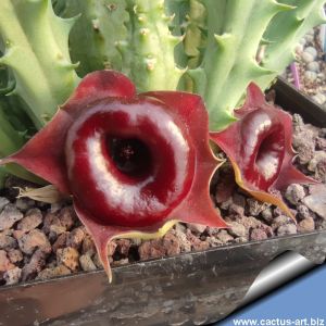 Huernia zebrina "RED"