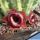 Huernia zebrina "RED"