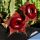 Huernia zebrina "RED"