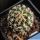 Pediocactus peeblesianus ssp. fickeisenii Bedrock Canyon, Arizona, USA (Navajoa peeblesiana ssp. fickeisenii)