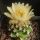 Pediocactus peeblesianus ssp. fickeisenii Bedrock Canyon, Arizona, USA (Navajoa peeblesiana ssp. fickeisenii)