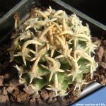 Pediocactus peeblesianus ssp. fickeisenii Bedrock Canyon, Arizona, USA (Navajoa peeblesiana ssp. fickeisenii)