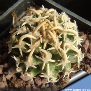 Pediocactus peeblesianus ssp. fickeisenii Bedrock Canyon, Arizona, USA (Navajoa peeblesiana ssp. fickeisenii)