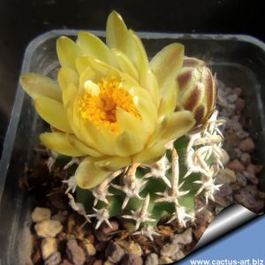 Pediocactus peeblesianus ssp. fickeisenii Bedrock Canyon, Arizona, USA (Navajoa peeblesiana ssp. fickeisenii)