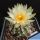 Pediocactus peeblesianus ssp. fickeisenii Bedrock Canyon, Arizona, USA (Navajoa peeblesiana ssp. fickeisenii)