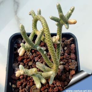 Avonia ustulata (Anacampseros ustulata)