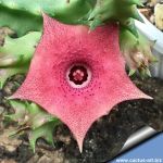 Huernia cv. PINK EYE