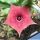 Huernia cv. PINK EYE