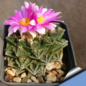 Ariocarpus fissuratus ssp. hintonii (Ariocarpus hintonii)