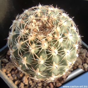 Sclerocactus wetlandicus 'ilseae' / 'brevispinus'' SB1743 Duchesne Co., Utah, USA