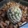 Turbinicarpus pseudomacrochele ssp. lausseri MH490 Mesa de Leon, Queretaro, Mexico (T. krainzianus v. lausseri)